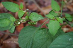 Solanum americanum